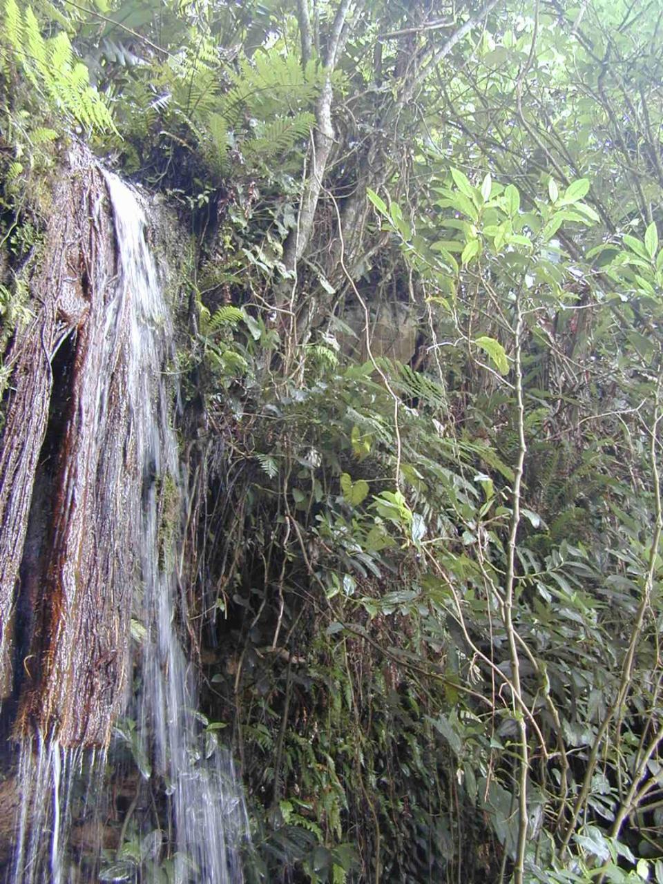 Fazenda Brejo 農家樂 Saloa